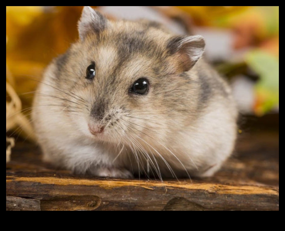 Hamster Koşusunun Bilimi: Egzersiz ve Enerjiyi Anlamak