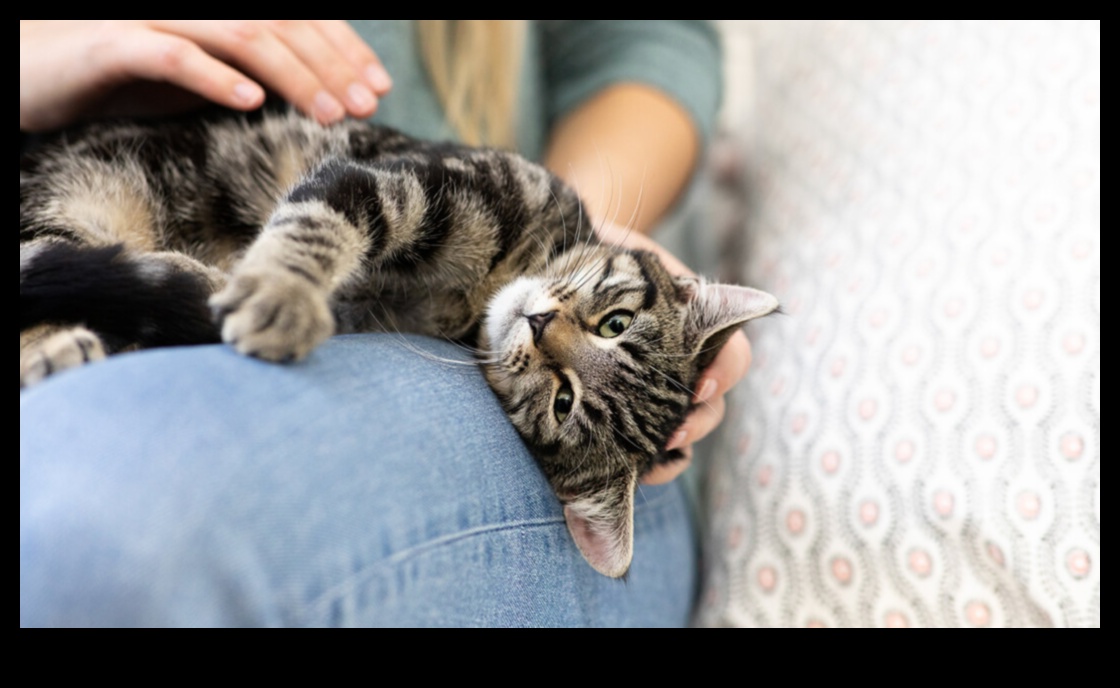 Yoğurma Anları: Kedi Yoğurmanın Tuhaf Davranışını Anlamak