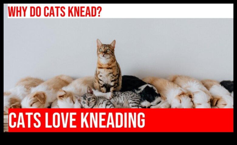 Kneadful Moments Kedi Yoğurmanın Garip Davranışını Anlamak